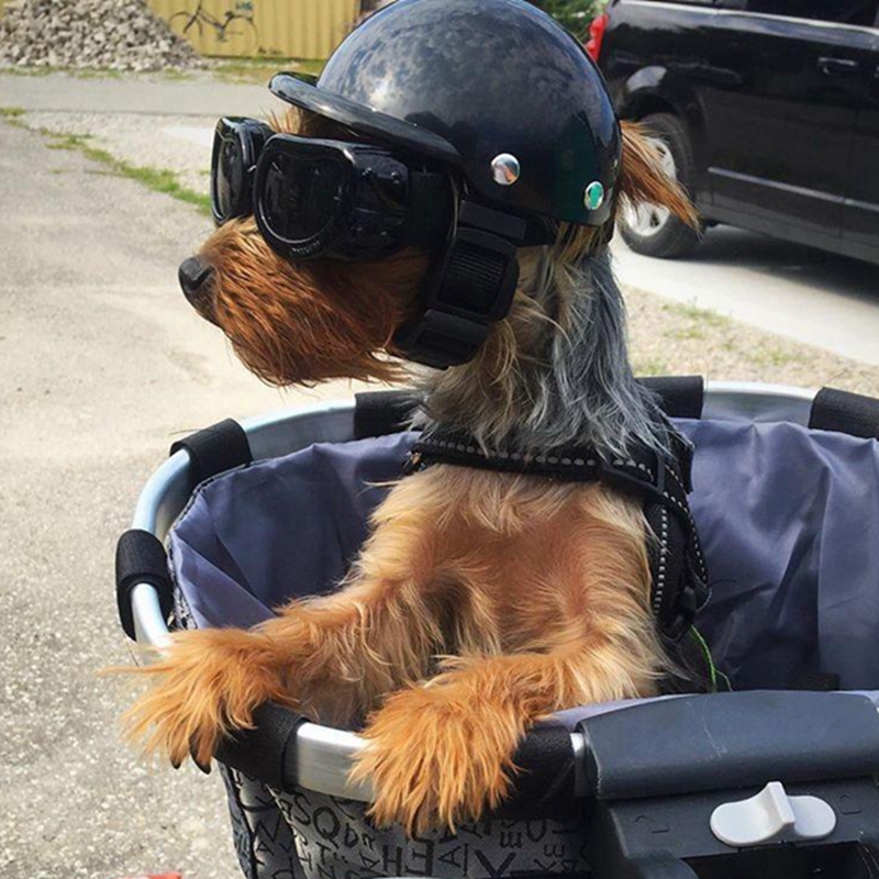Commuting By Bike - Evcil hayvan kaskları köpek kedi bisiklet